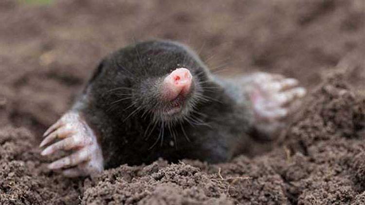 鼹鼠在土里挖洞.